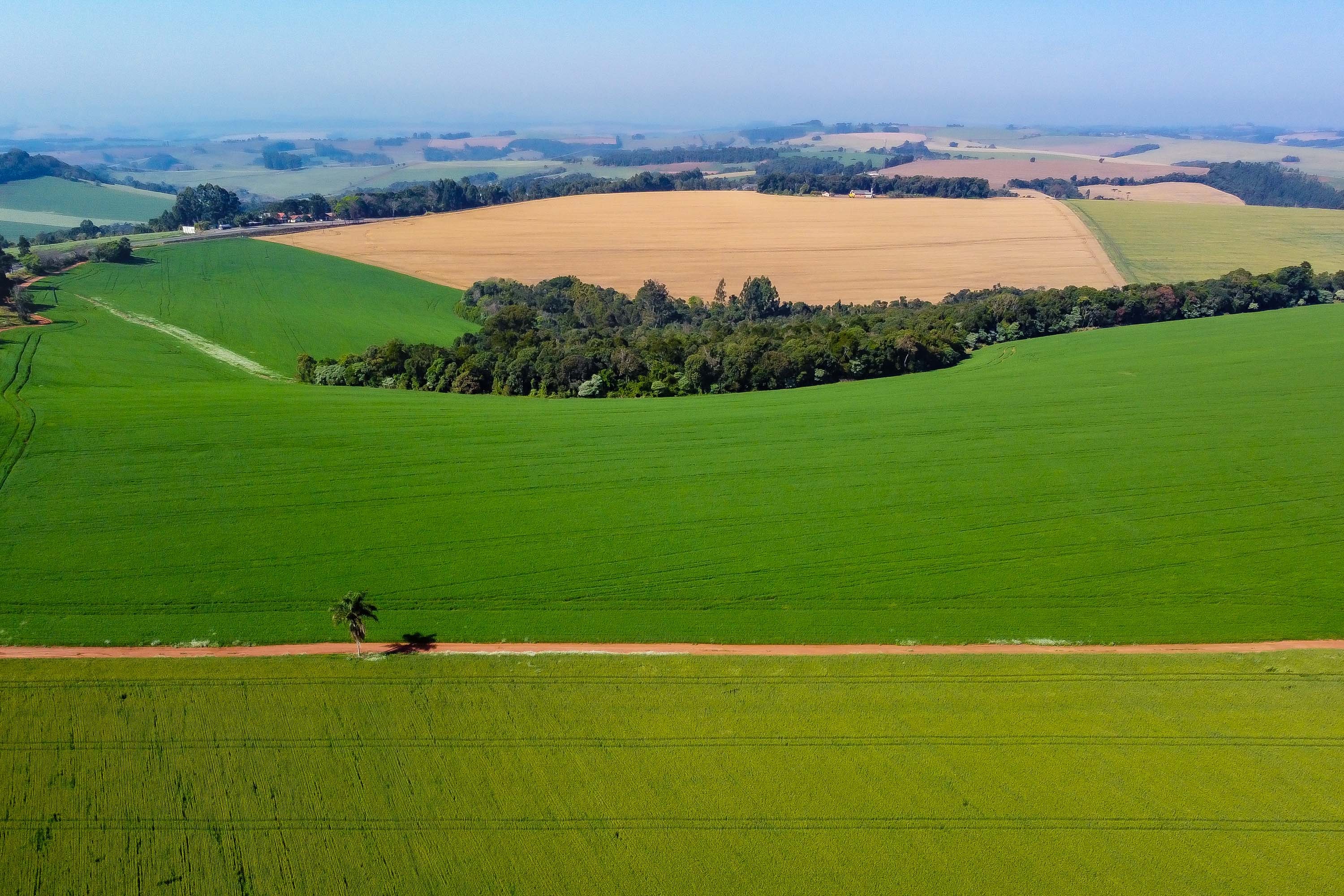 Plantio de trigo está concluído no Paraná, com ajuda do clima