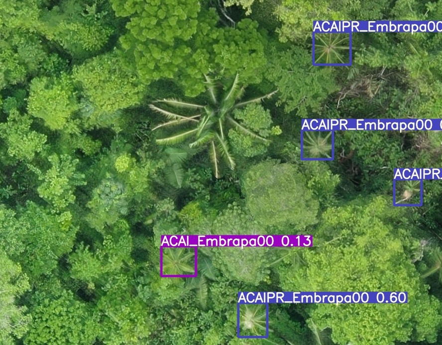 Detecção de açaí com cacho e sem cacho pelo algoritmo treinado Netflora da Embrapa