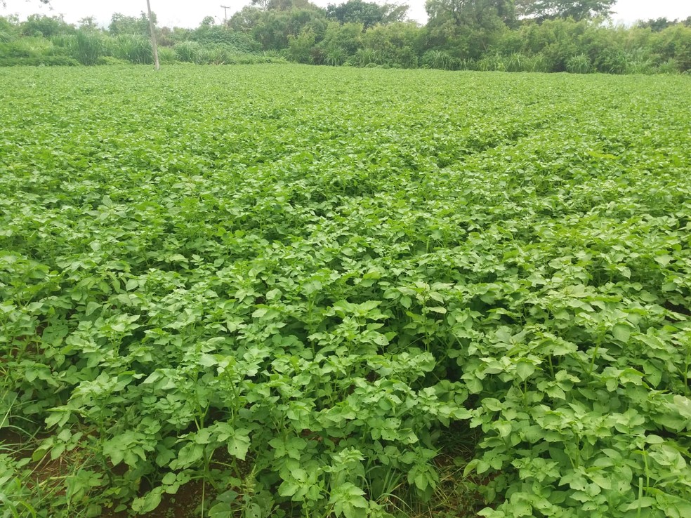 Lavoura de batatas orgânicas de Divino Fernandes Alves em Brazlândia (DF) — Foto: Arquivo pessoal