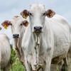 Preços dos bezerros e bois magros têm subido mais que o do boi gordo - Marcus Mesquita/Divulgação