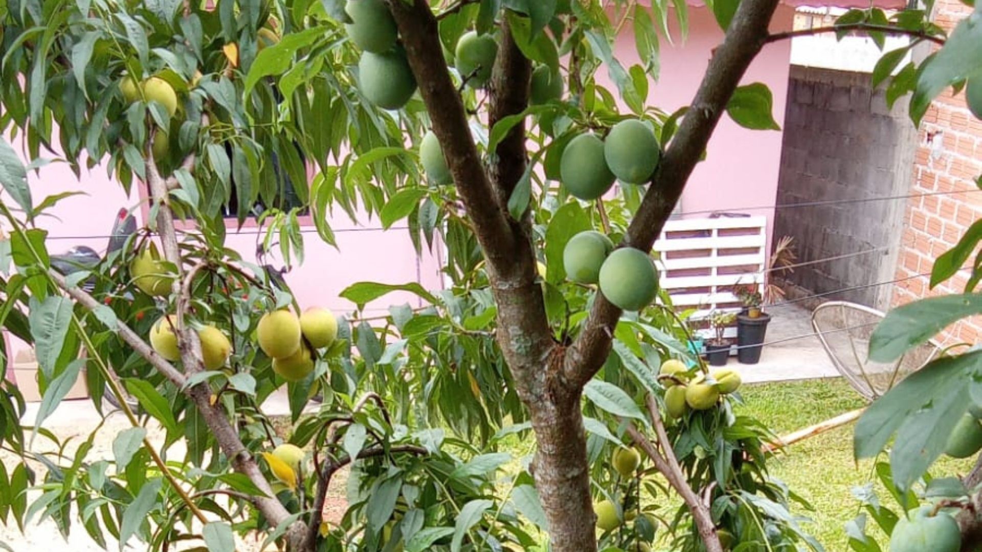 Árvore que dá ameixa e pêssego ao mesmo tempo viraliza nas redes; vídeo