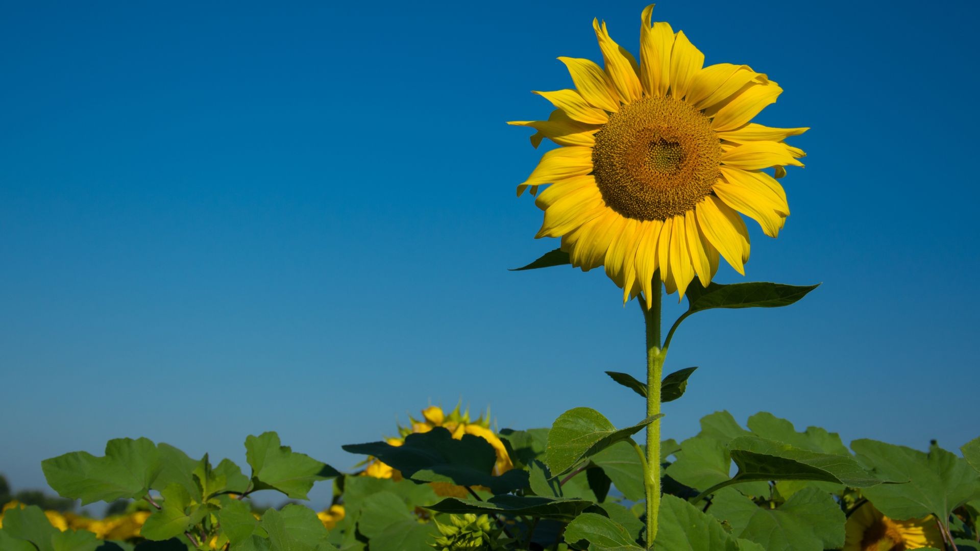 O girassol realmente acompanha o movimento do Sol? Veja o que a ciência descobriu