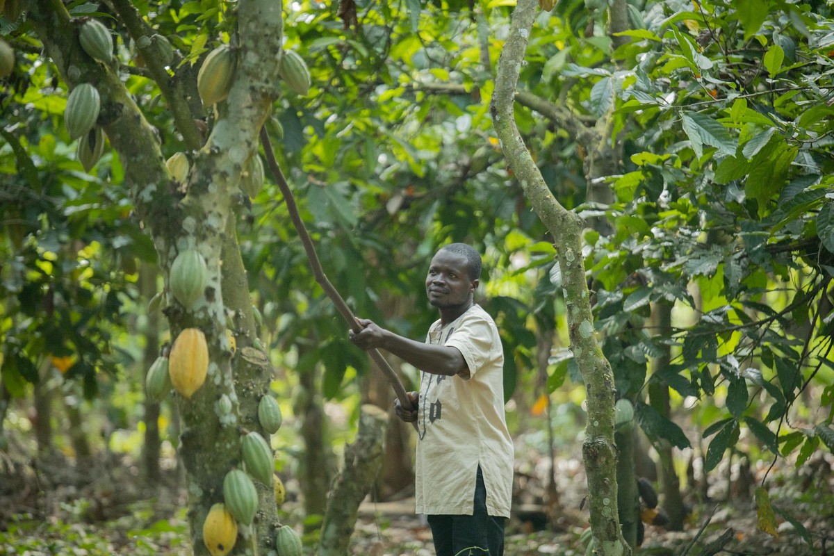Cacau cai 6% na abertura da bolsa de Nova York