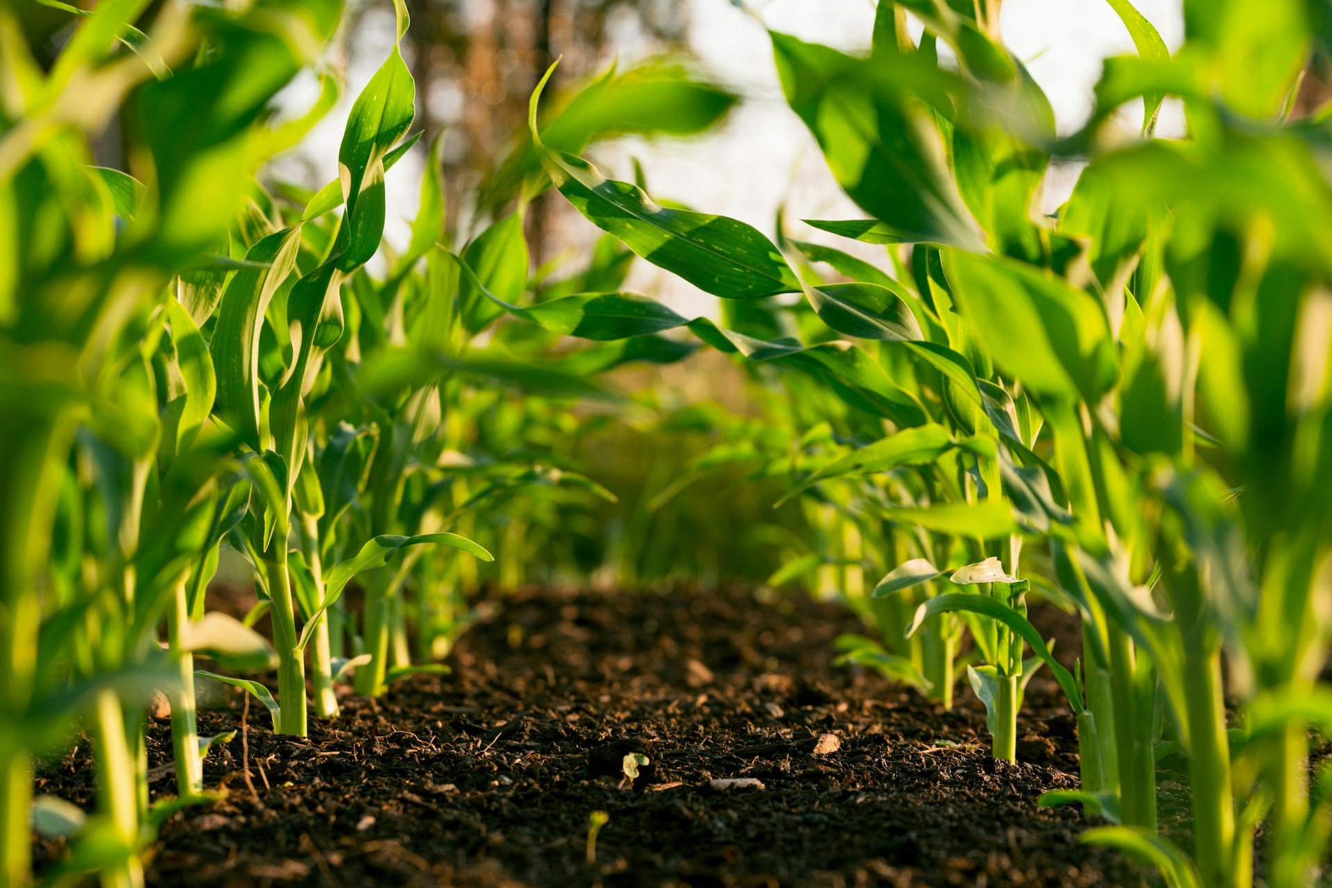 Inteligência artificial no agronegócio: como a tecnologia avança no campo e como o SWEN.AI ajuda a acompanhar essa transformação