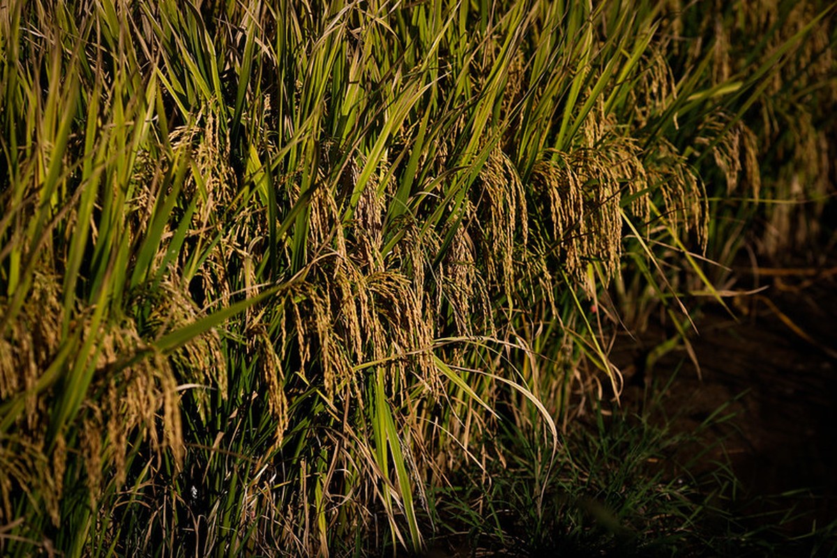 Mercado de defensivos para o arroz caiu 2% na safra 2025/26