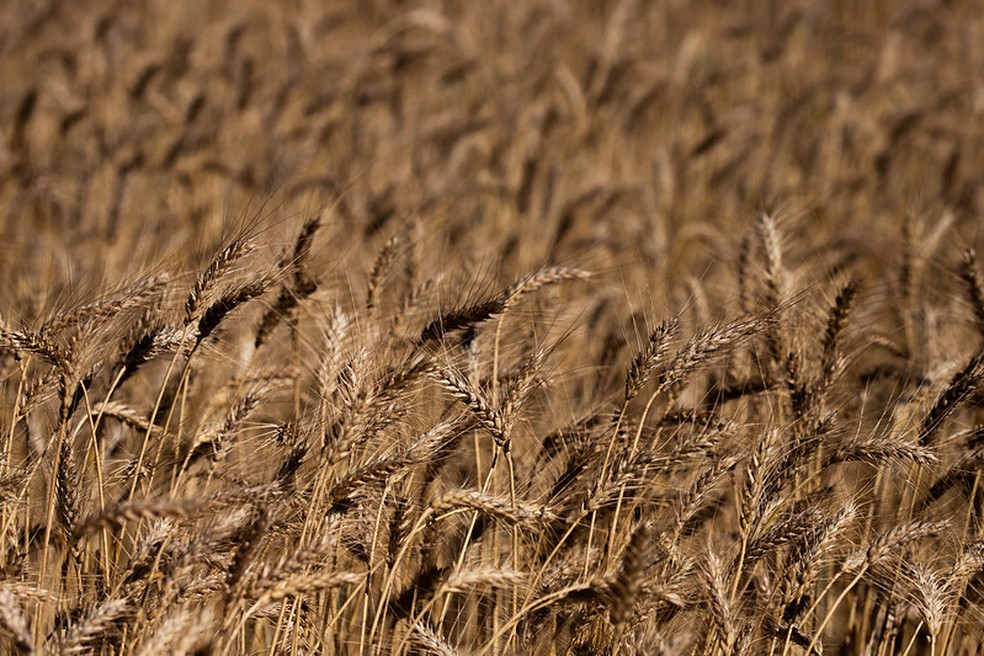 Produtores devem reduzir área plantada de trigo em 2026 — Foto: Wenderson Araujo/CNA