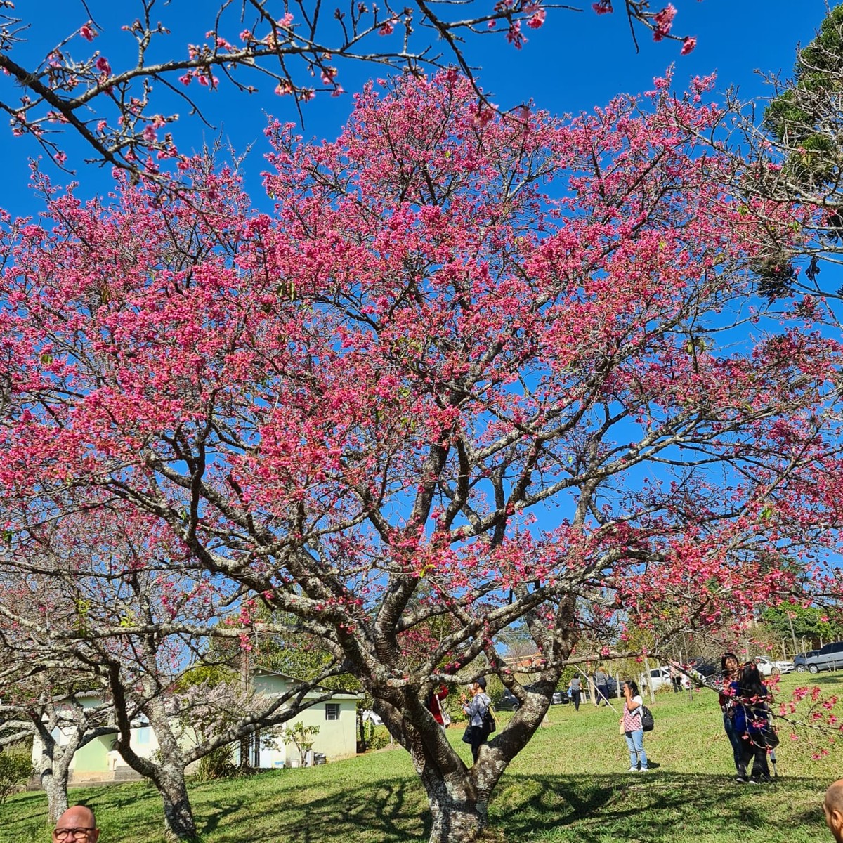 チェリーフェスティバルはブラジルへの日本人移民115周年を祝う | 文化