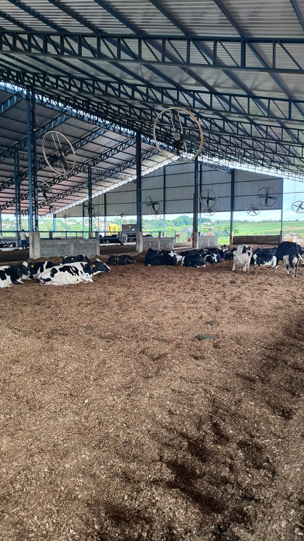 Os animais podem circular de maneira livre pela sala de resfriamento — Foto: Cowcooling / Divulgação