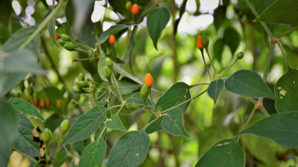 Pimenta-de-passarinho — Foto: Canva/Creative Commons
