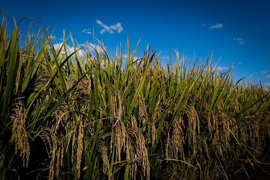 Em anos de El Niño, historicamente, a produtividade do arroz diminui em cerca de 5% a 10%