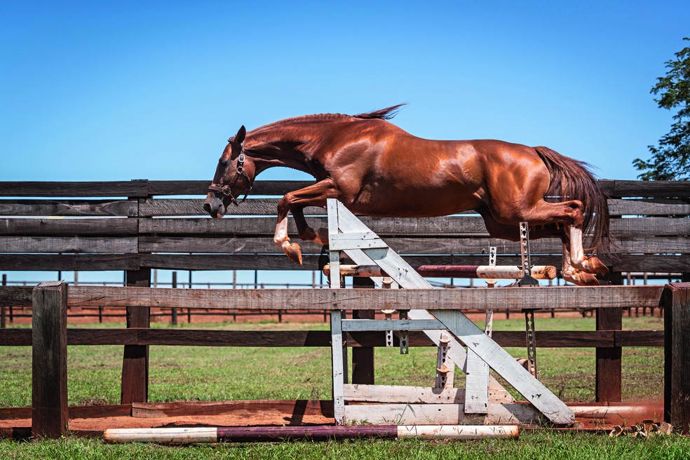 Cavalos da Coudelaria de Rincão se destacam no hipismo — Foto: Marcelo Curia/Globo Rural