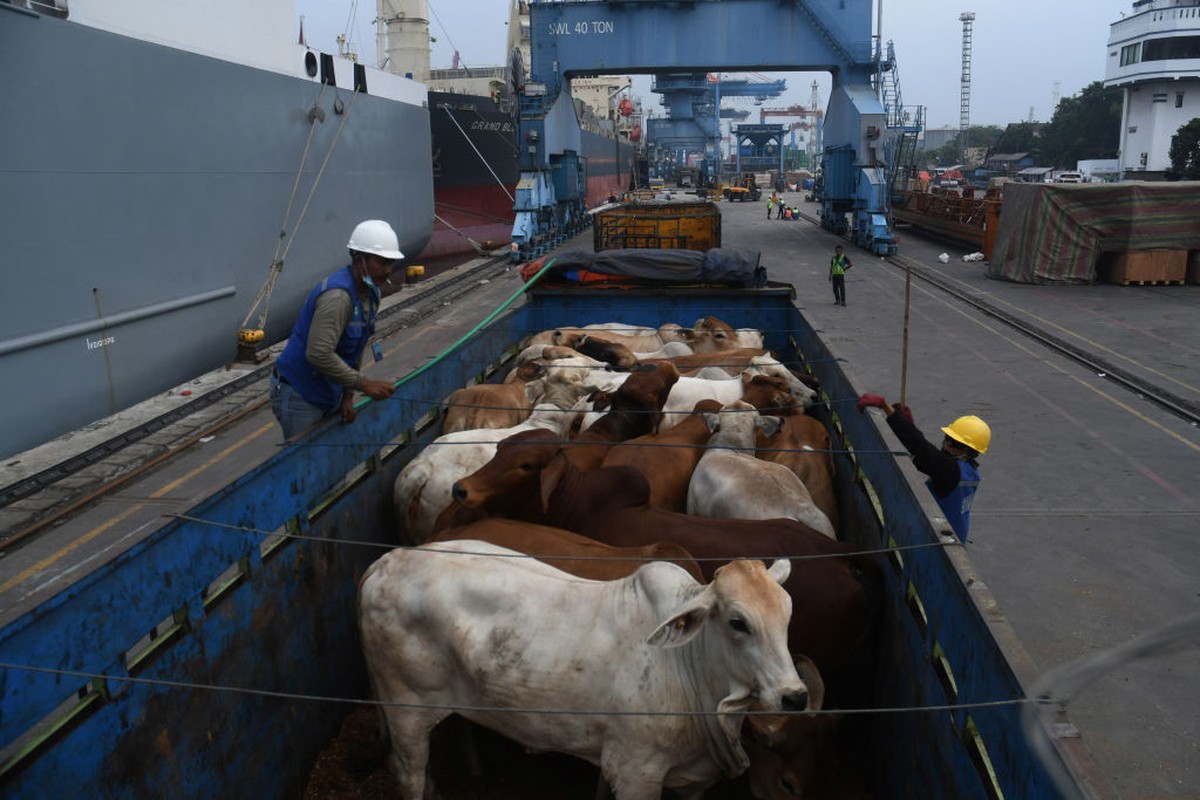 Preço do boi gordo segue sem alterações; cotação da vaca aumenta em SP