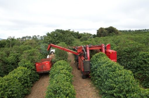Chuva desacelera colheita de café na área da Cooxupé, mas cooperativa nega atraso