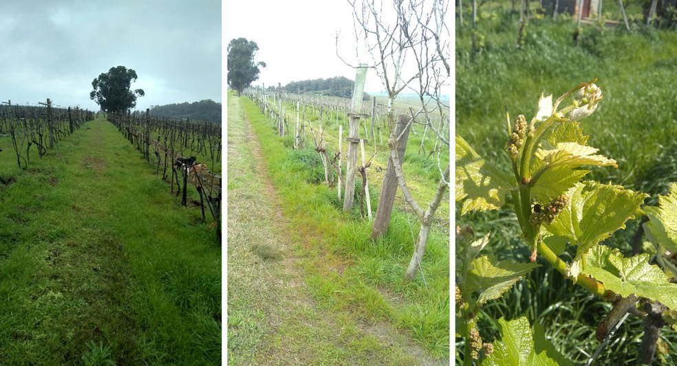 Da esquerda para a direita: área do parreiral em junho, agosto e setembro — Foto: Arquivo pessoal