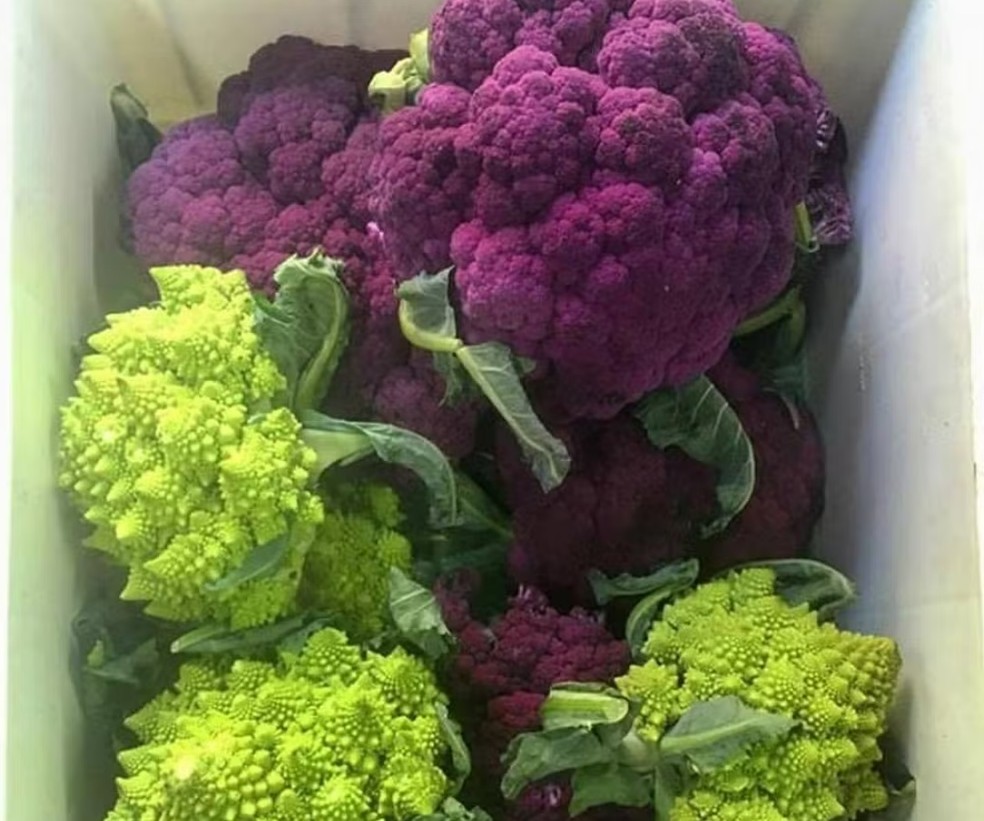 Couve-Flor roxa é um dos produtos que fazem parte do cardápio do agricultor David Ralitera na fazenda Santa Adelaide, em Morungaba (SP) — Foto: Divulgação
