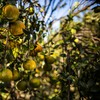Produção do porta-enxerto para as frutas cítricas nem sempre apresenta qualidade - Wenderson Araujo/Trilux/CNA