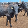 Oferta de boiadas esteve enxuta, com sinais de melhora em relação à semana passada - José Florentino/Globo Rural