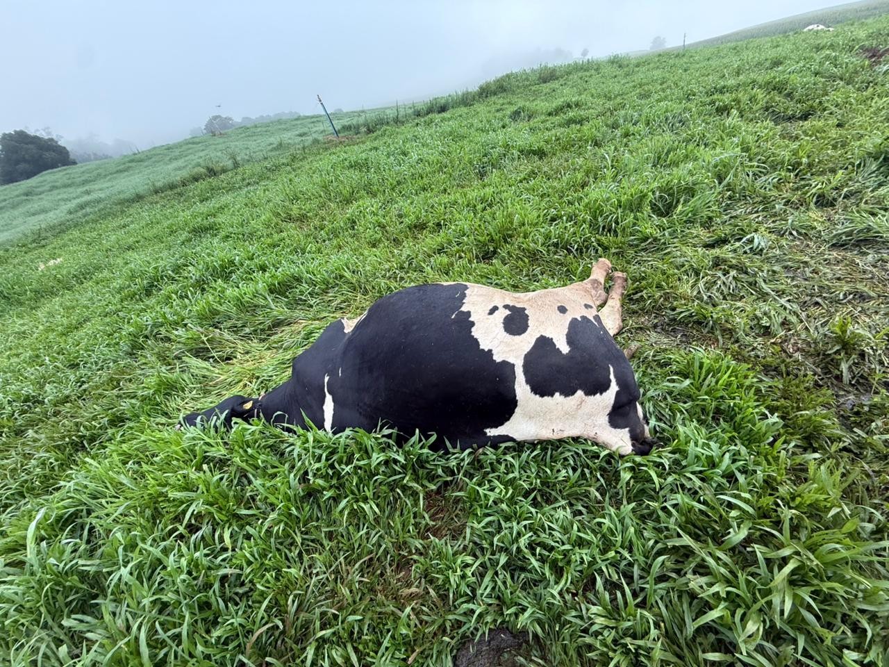 Morte de 48 vacas leiteiras é investigada no RS; saiba como prevenir casos de intoxicação