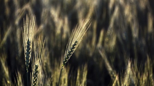 Produtividade do trigo pode cair no RS após excesso de chuvas