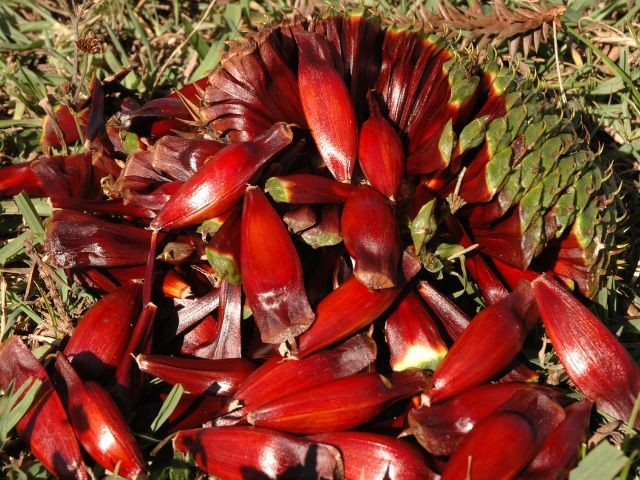 Pinhão rompe fronteiras e vira negócio no Brasil e no mundo; ouça o comentário