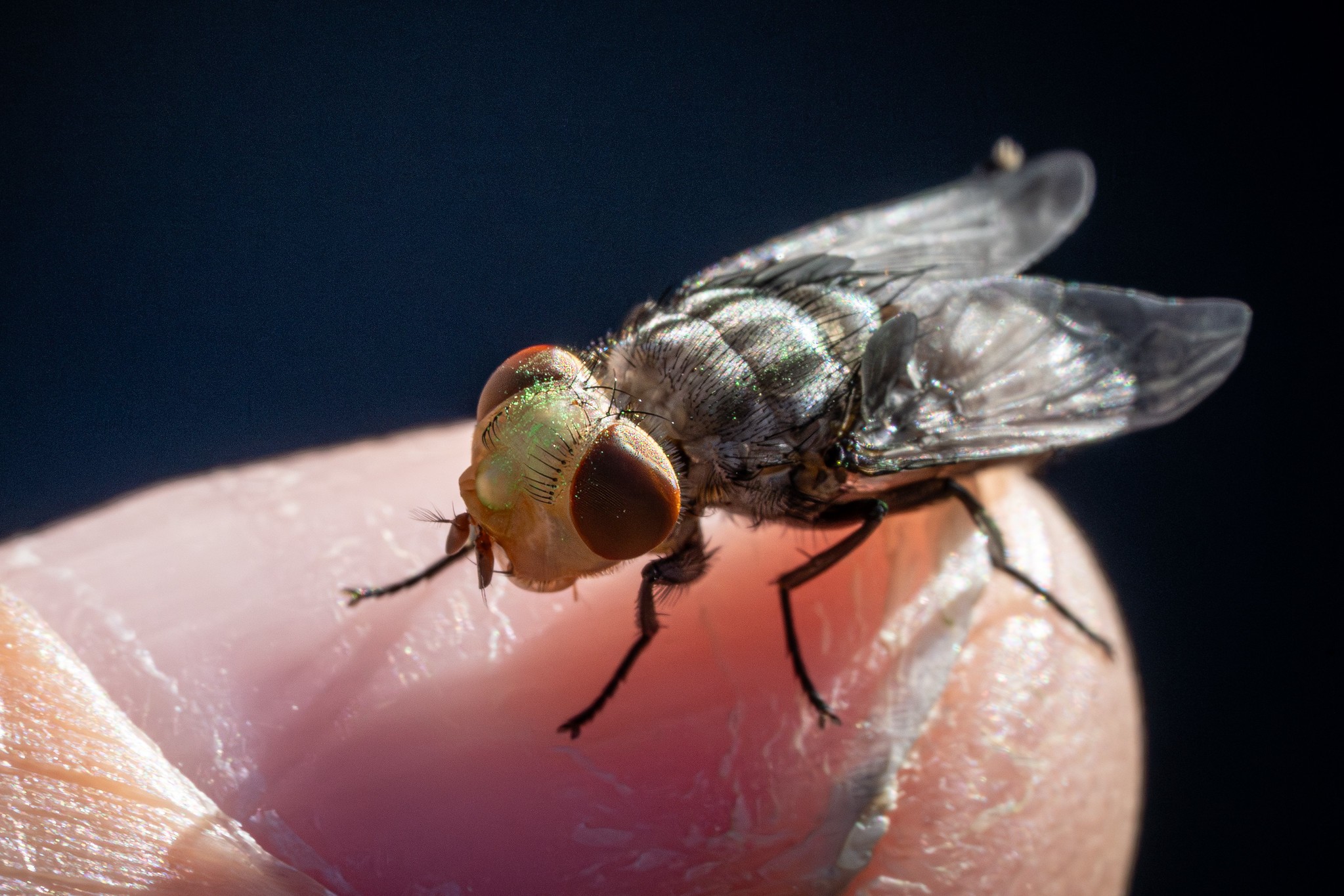 Em menos de dois meses, EUA registram 41 casos de mosca-varejeira