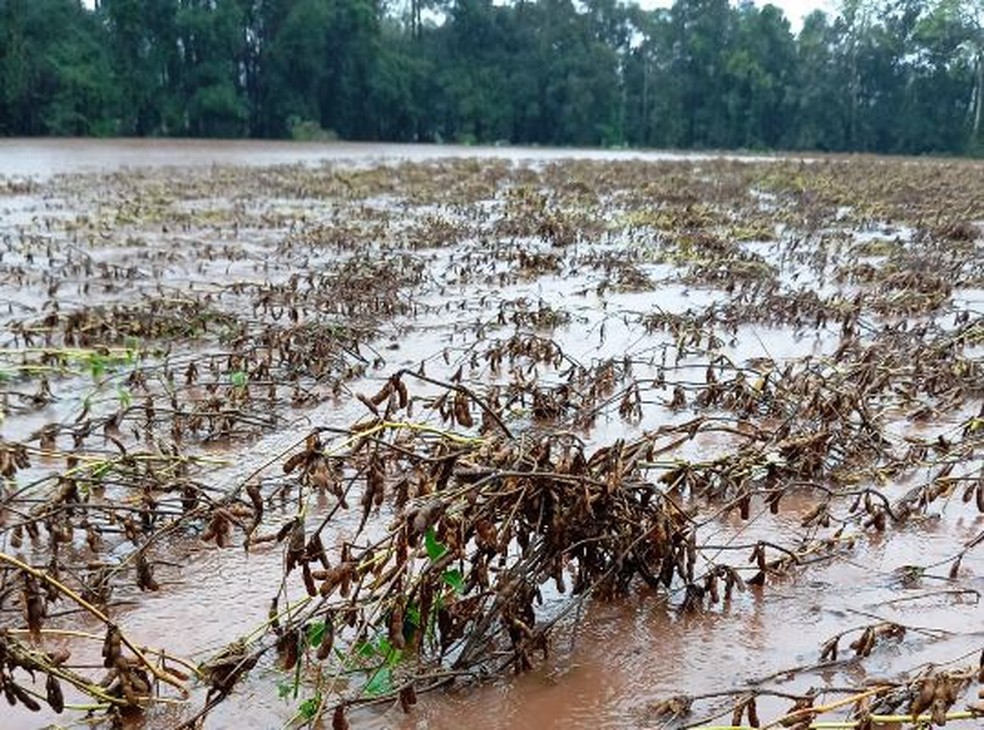 Nas lavouras de soja do RS, chuvas provocaram atraso da colheita, dificuldade da entrada nas máquinas de campo e debulho de grãos — Foto: Emater-RS/Divulgação