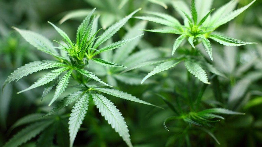 Estudo sugere benefícios da cannabis na saúde mental