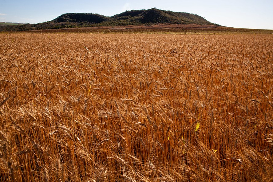 Preço do trigo no Paraná alcança o menor valor desde abril de 2024