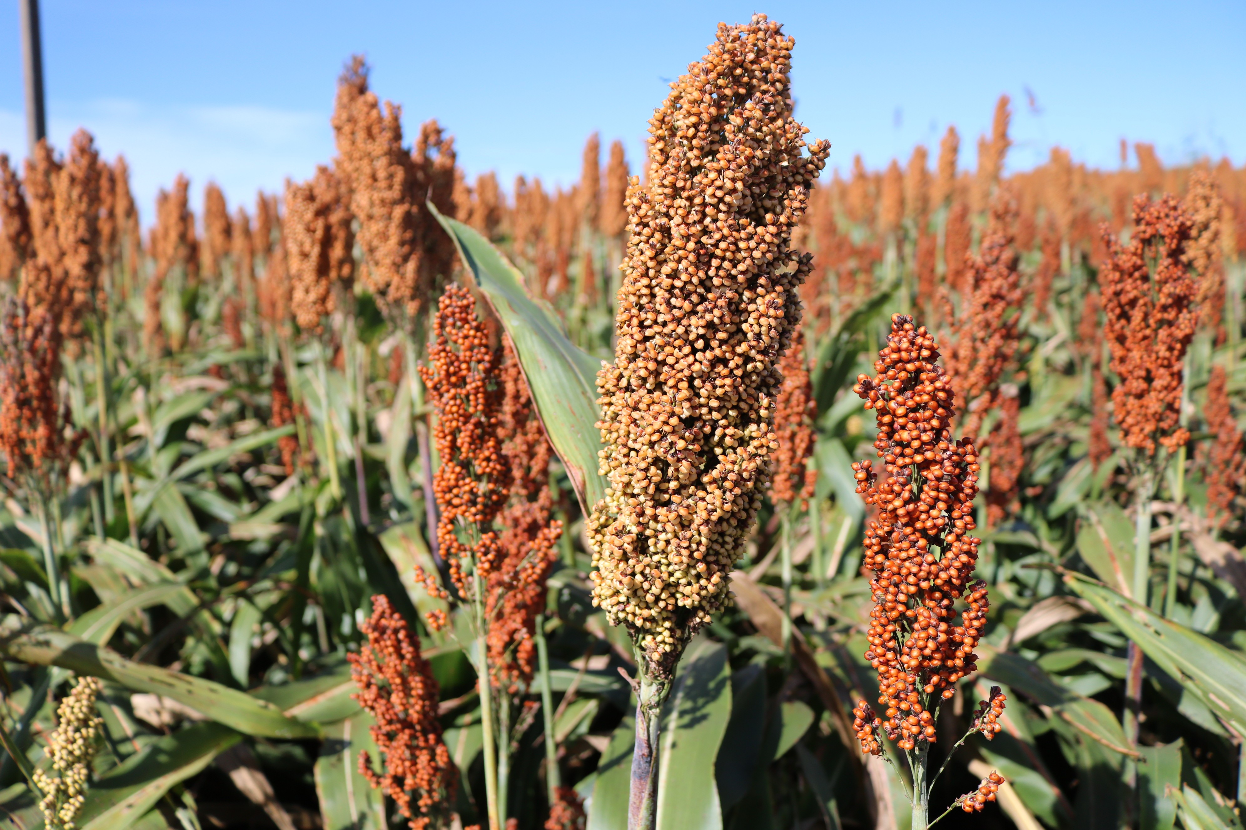 Embrapa terá dois novos programas de baixo carbono para culturas de milho e sorgo