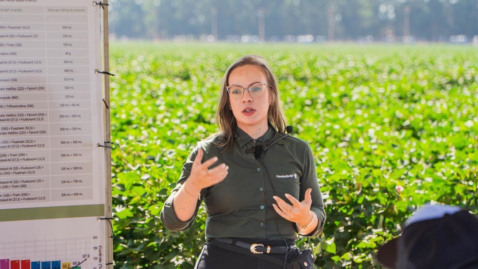 Daniela Dalla Costa: Chuvas favoreceram aumento da produtividade no algodão em áreas de Mato Grosso — Foto: Divulgação