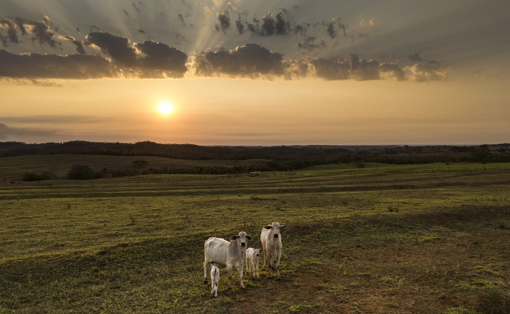 Fazendas de MG, PR e SP são eleitas as mais sustentáveis do Brasil