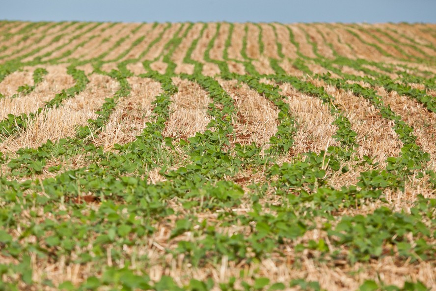 Em algumas regiões, produtores já podem plantar soja no início de setembro