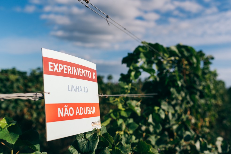 Experimentos sobre adubação de solo devem estar entre os de maior duração no território brasileiro — Foto: Daniela Radavelli/Divulgação