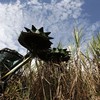 Usina Continental tem capacidade de processar mais de 2,5 milhões de toneladas de cana por safra - Globo Rural