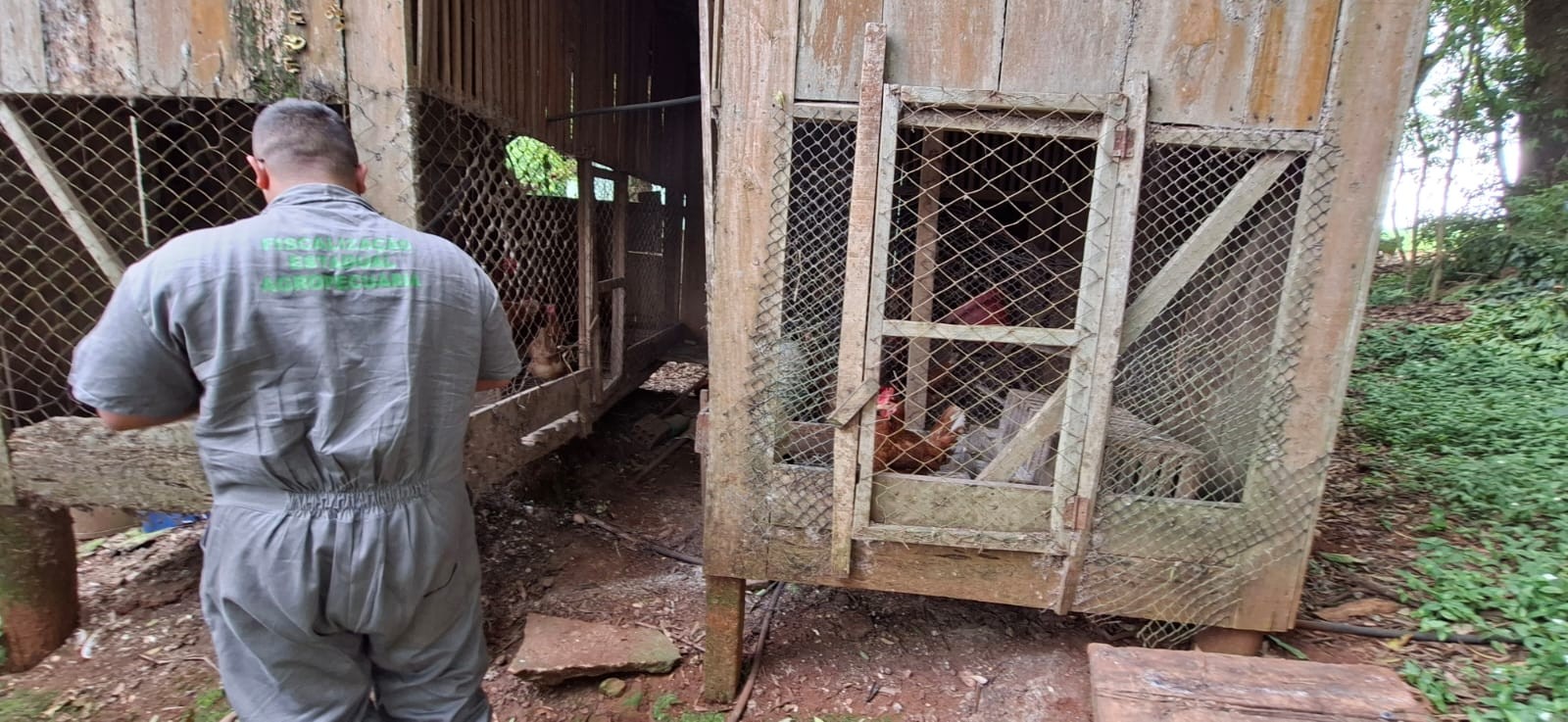Vistoria no foco de gripe aviária em ave de subsistência no RS é finalizada