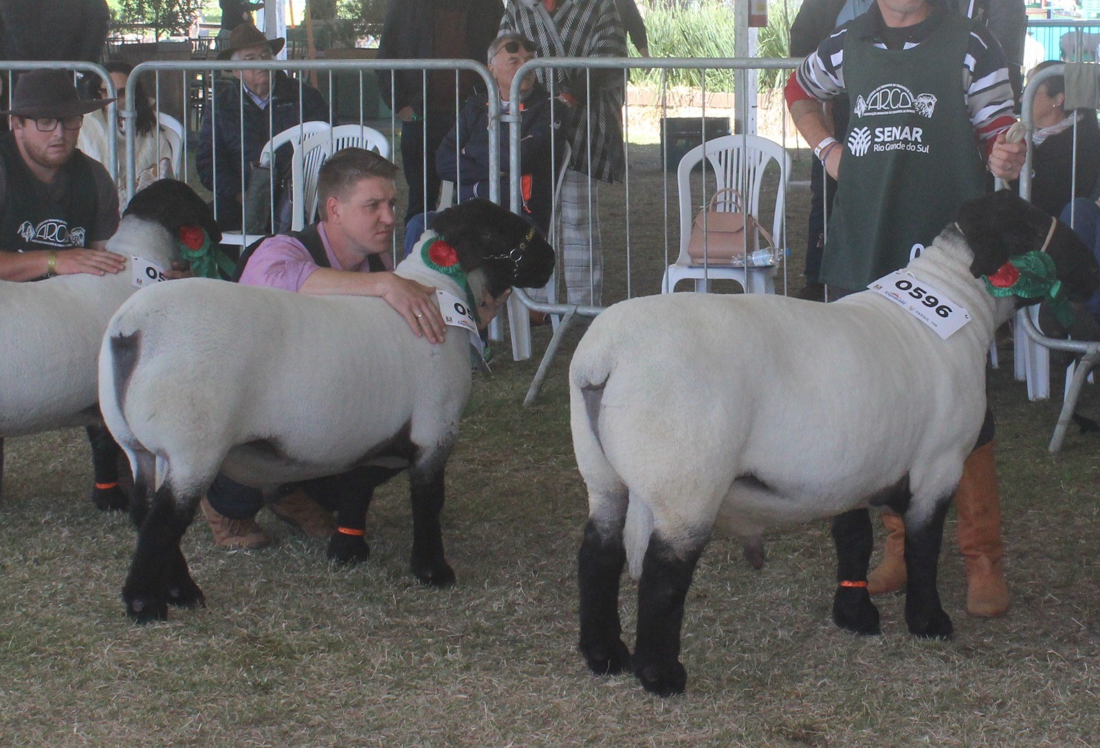 Abertas as inscrições para ovinos na Expointer