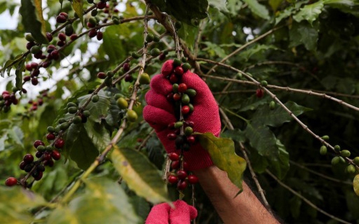 Colheita De Café Na Cooxupé Alcança 87 Da Estimativa De área