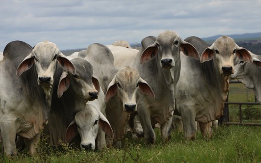 O que é doença da vaca louca? Entenda os sintomas e riscos para humanos