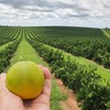 Citricultura tem migrado de região devido ao greening e à seca - SEAB