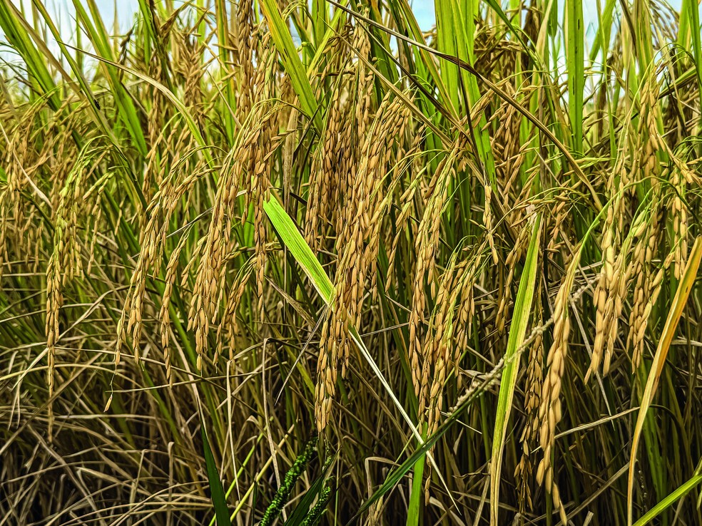 Lavoura de arroz em Alagoas: a cultura ocupou 2.600 hectares no estado na safra 2024/25, ou 44,5% a mais do que em 2022/23 — Foto: Leandro Ignácio