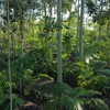 Dinheiro começará a ser aplicado na instalação de sistemas produtivos agroflorestais em mais de 10 mil hectares  - Rogerio Albuquerque