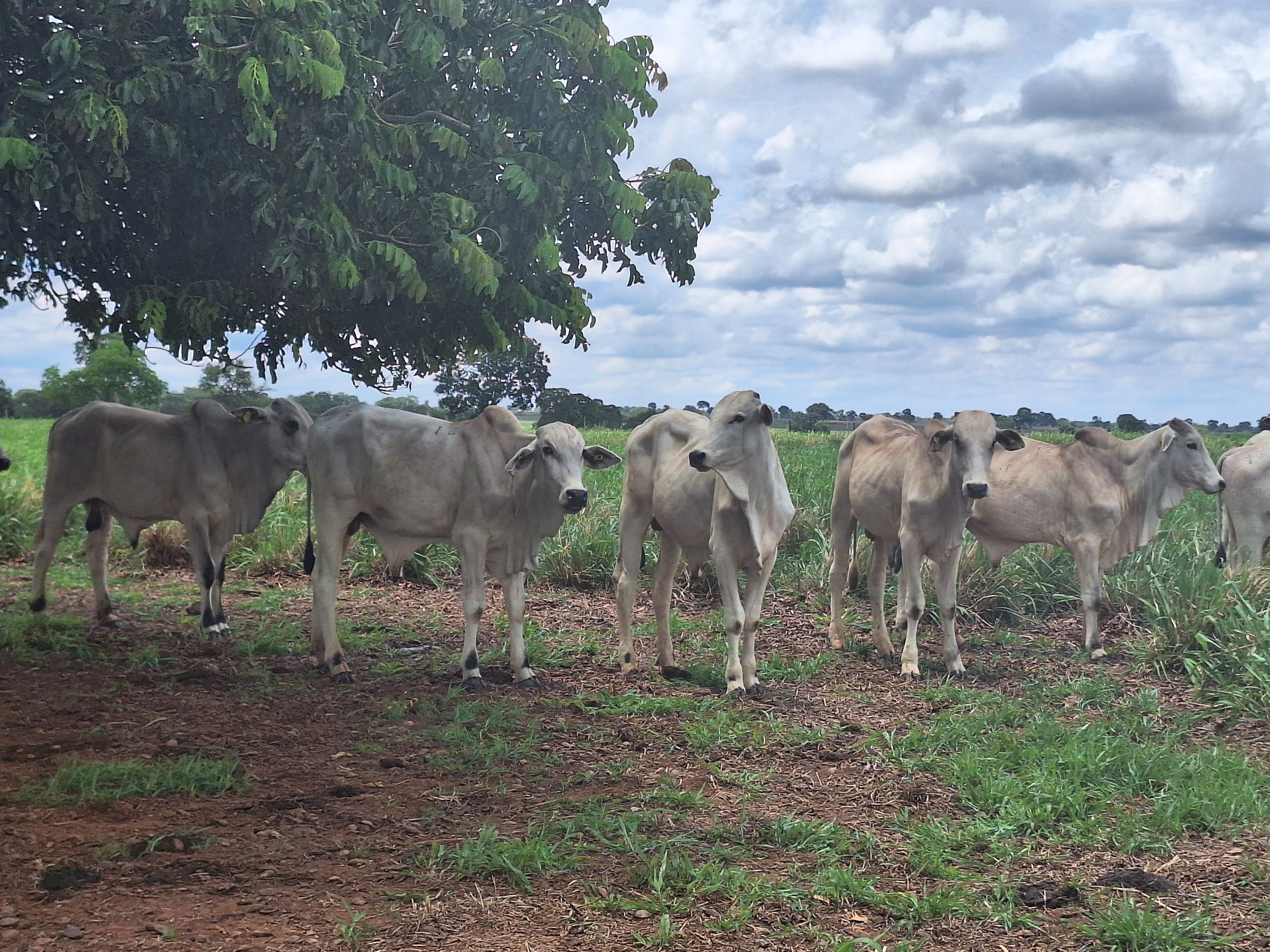 Caso de raiva em bovinos é registrado em Guanambi, na Bahia