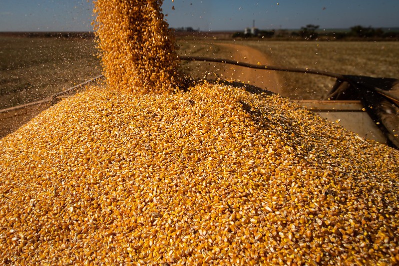 IGC prevê aumento da produção global de grãos e cereais