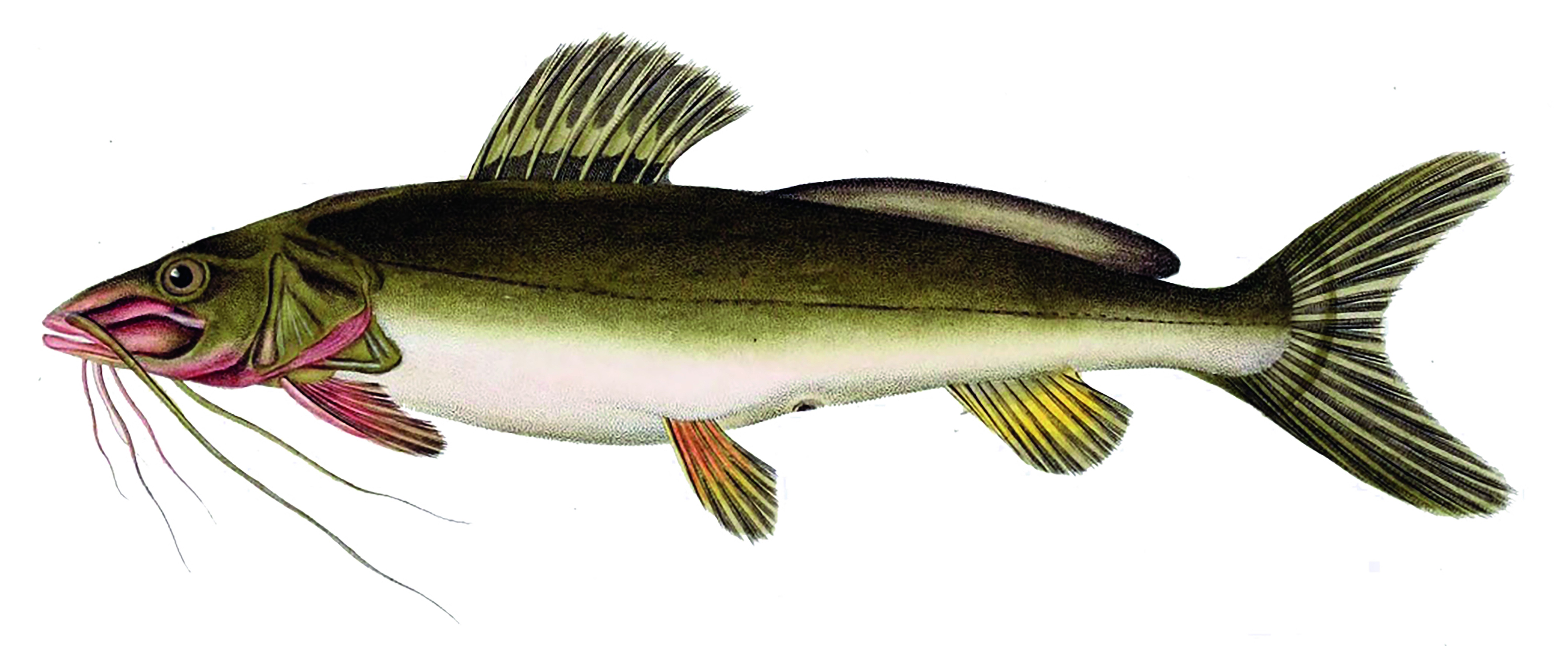 Pacífico e lucrativo: saiba como criar o jundiá-cinza