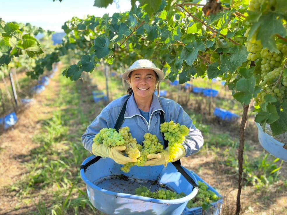 Neiva Toso, com sua produ&ccedil;&atilde;o de uva mosato &mdash; Foto: Arquivo Pessoal