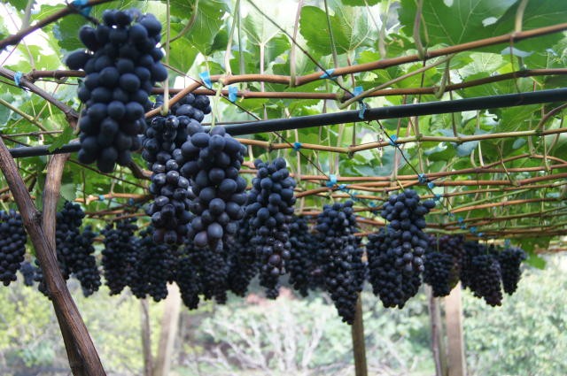 Com baixa qualidade, uva negra sem semente segue em desvalorização