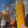 Operação deve processar 1.500 toneladas de milho por dia - CNA/Divulgação