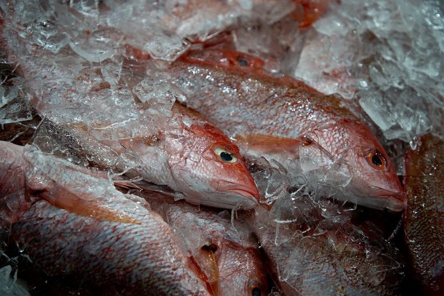 As exportações de pescados para a União Europeia estão suspensas desde 2017