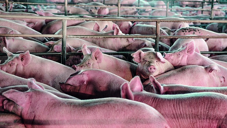 Preços maiores reduziram competitividade da carne suína na primeira quinzena de abril