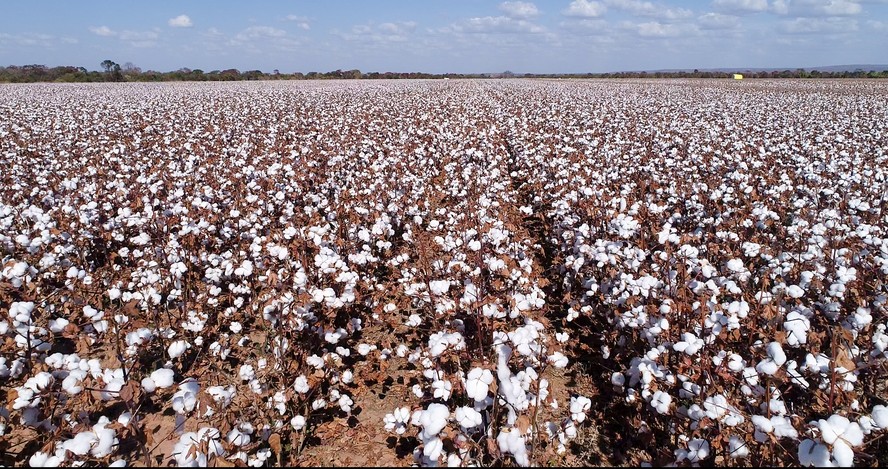 Produtividade do algodão em pluma em Minas Gerais chegou a 2.045 quilos por hectare
